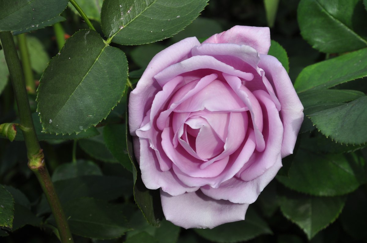 Роза Майнцер Фастнахт чайно-гибридная - фото 2