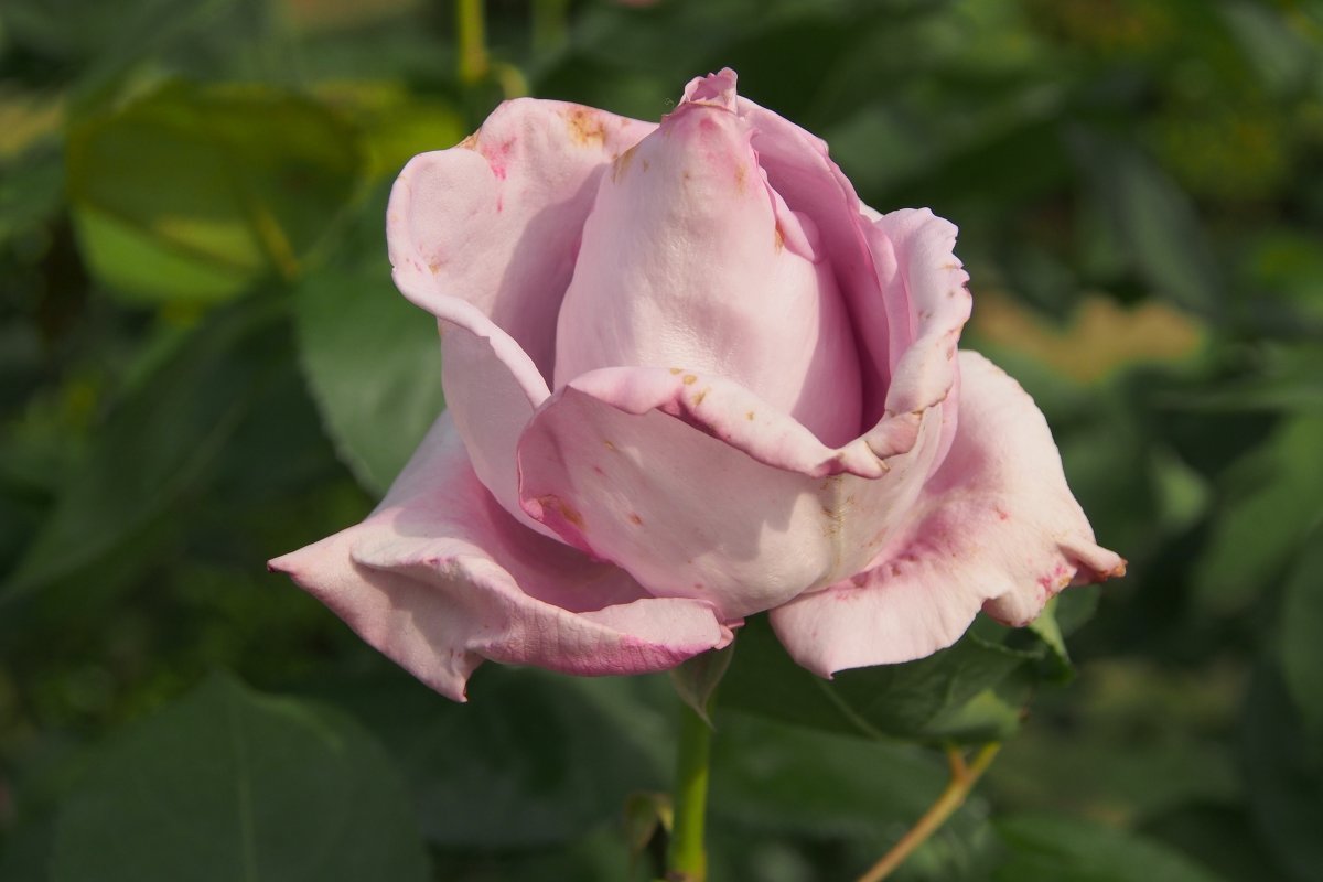 Роза Майнцер Фастнахт чайно-гибридная