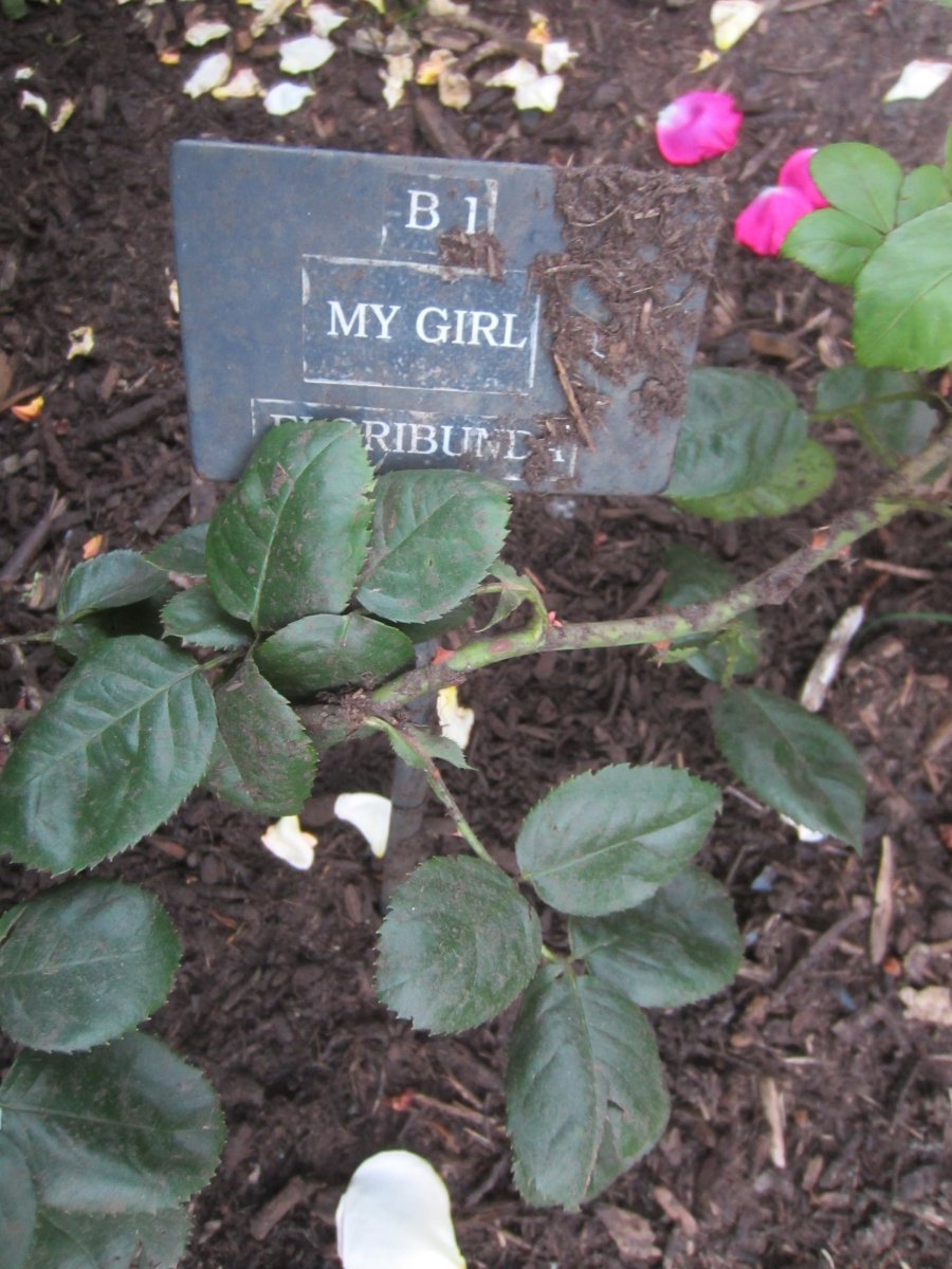 Роза Май Герл чайно-гибридная, Топалович - фото 2