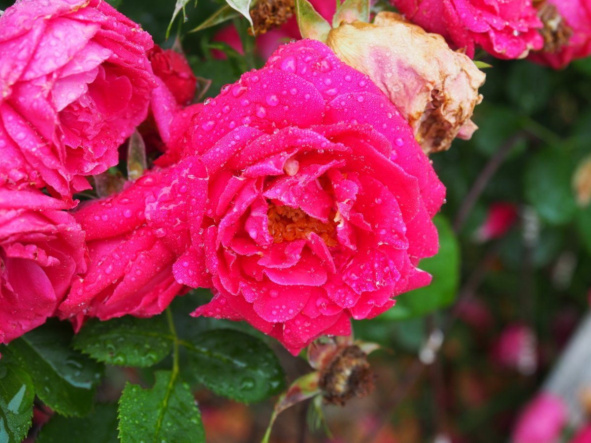 Роза Май Герл чайно-гибридная, Топалович