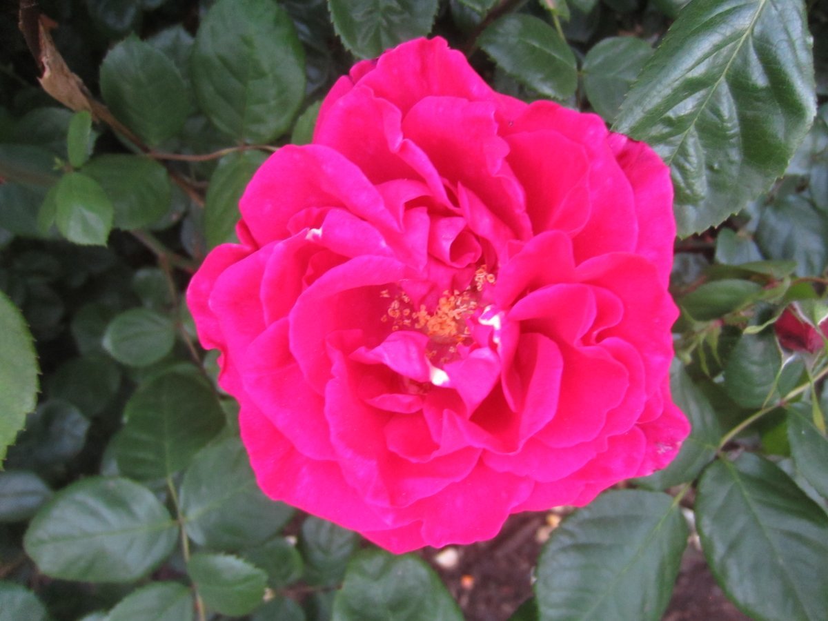 Роза Май Герл чайно-гибридная, Топалович - фото 3