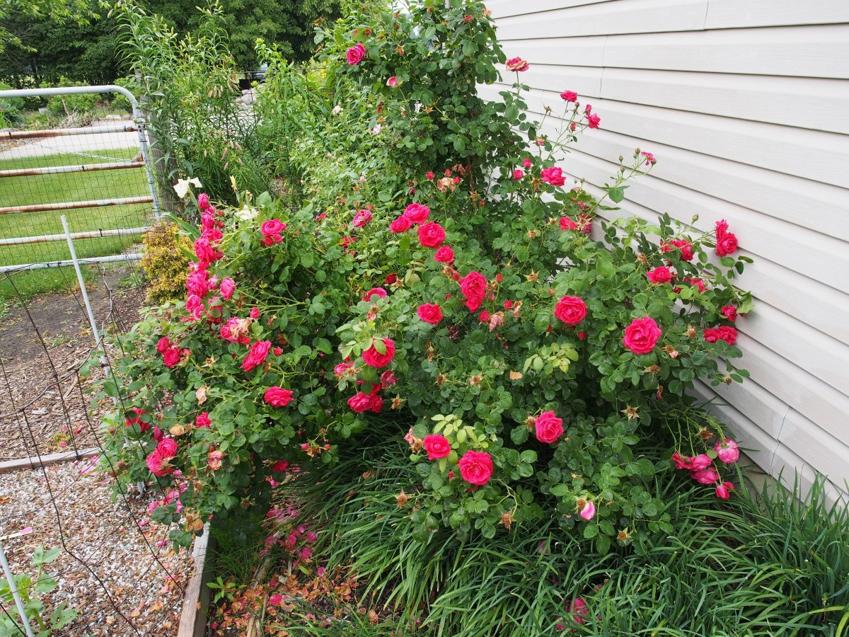 Роза Май Герл чайно-гибридная, Топалович - фото 6