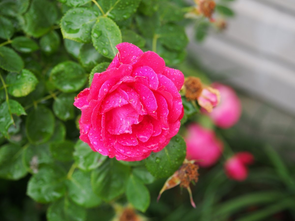 Роза Май Герл чайно-гибридная, Топалович - фото 5