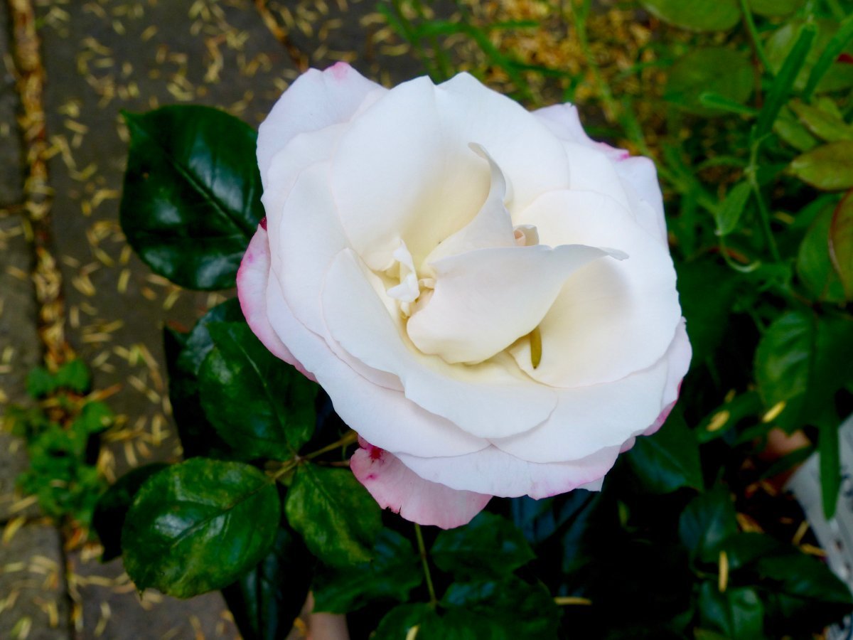 Роза Ностальжи чайно-гибридная - фото 4