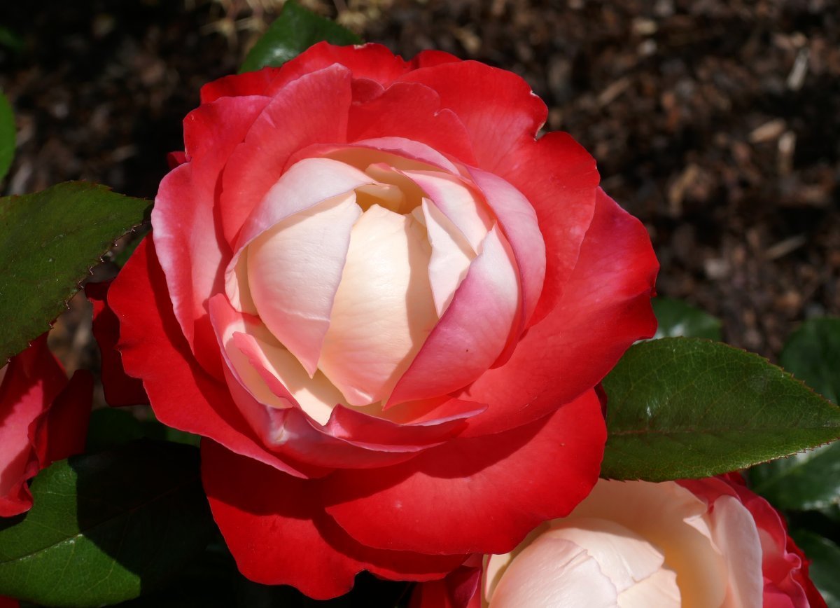 Роза Ностальжи чайно-гибридная - фото 5