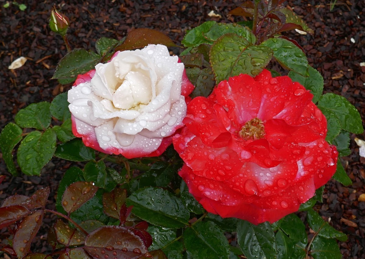 Роза Ностальжи чайно-гибридная - фото 10