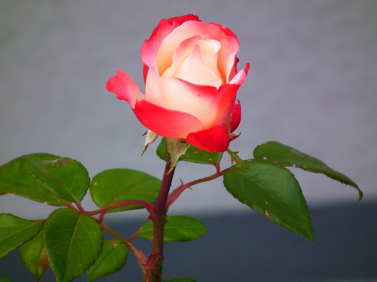 Роза Ностальжи чайно-гибридная