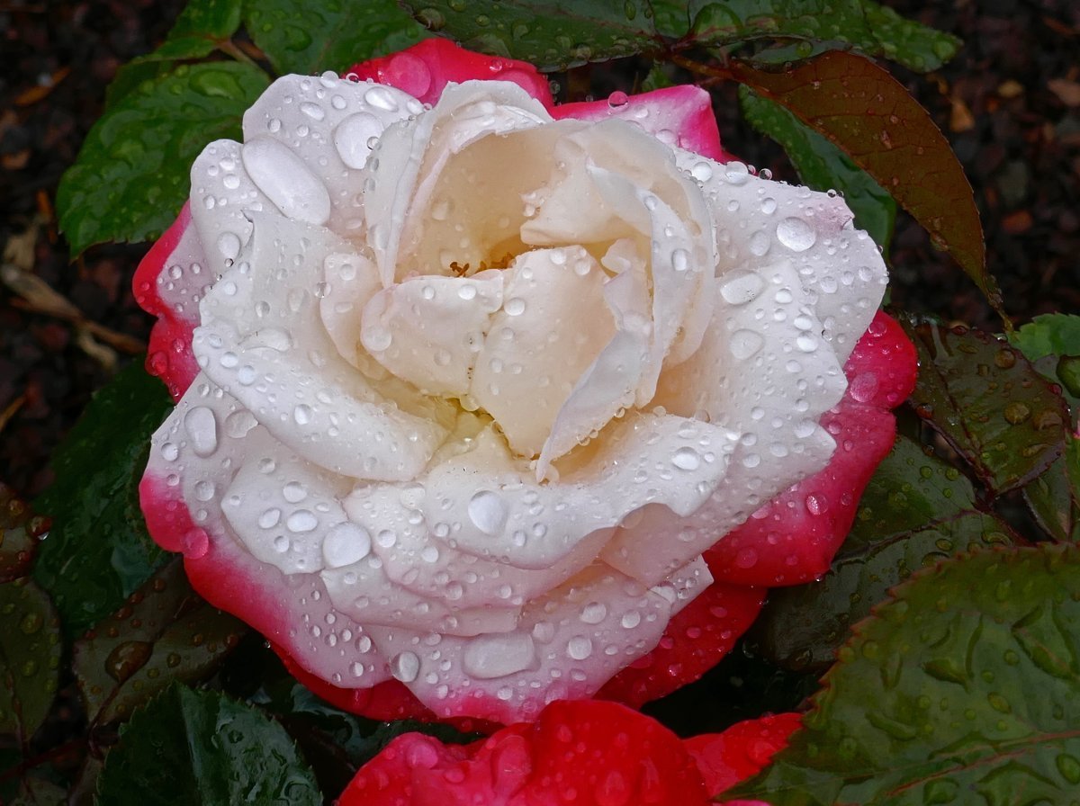 Роза Ностальжи чайно-гибридная - фото 9