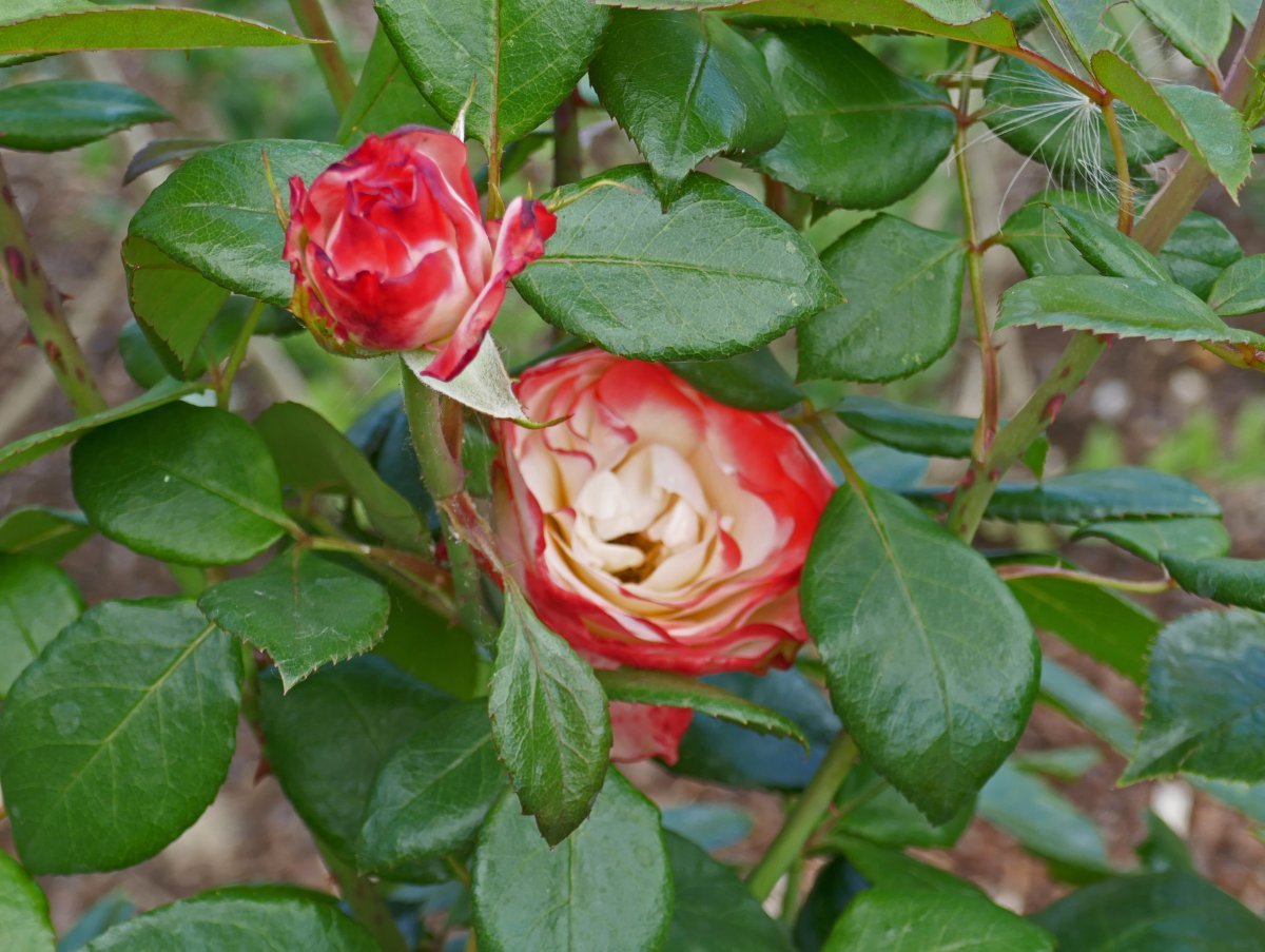 Роза Ностальжи чайно-гибридная - фото 7