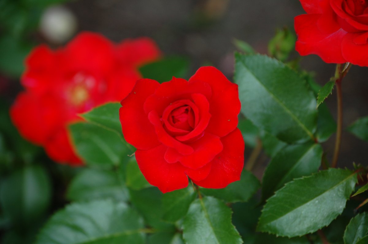 Роза Вальцертраум чайно-гибридная - фото 2