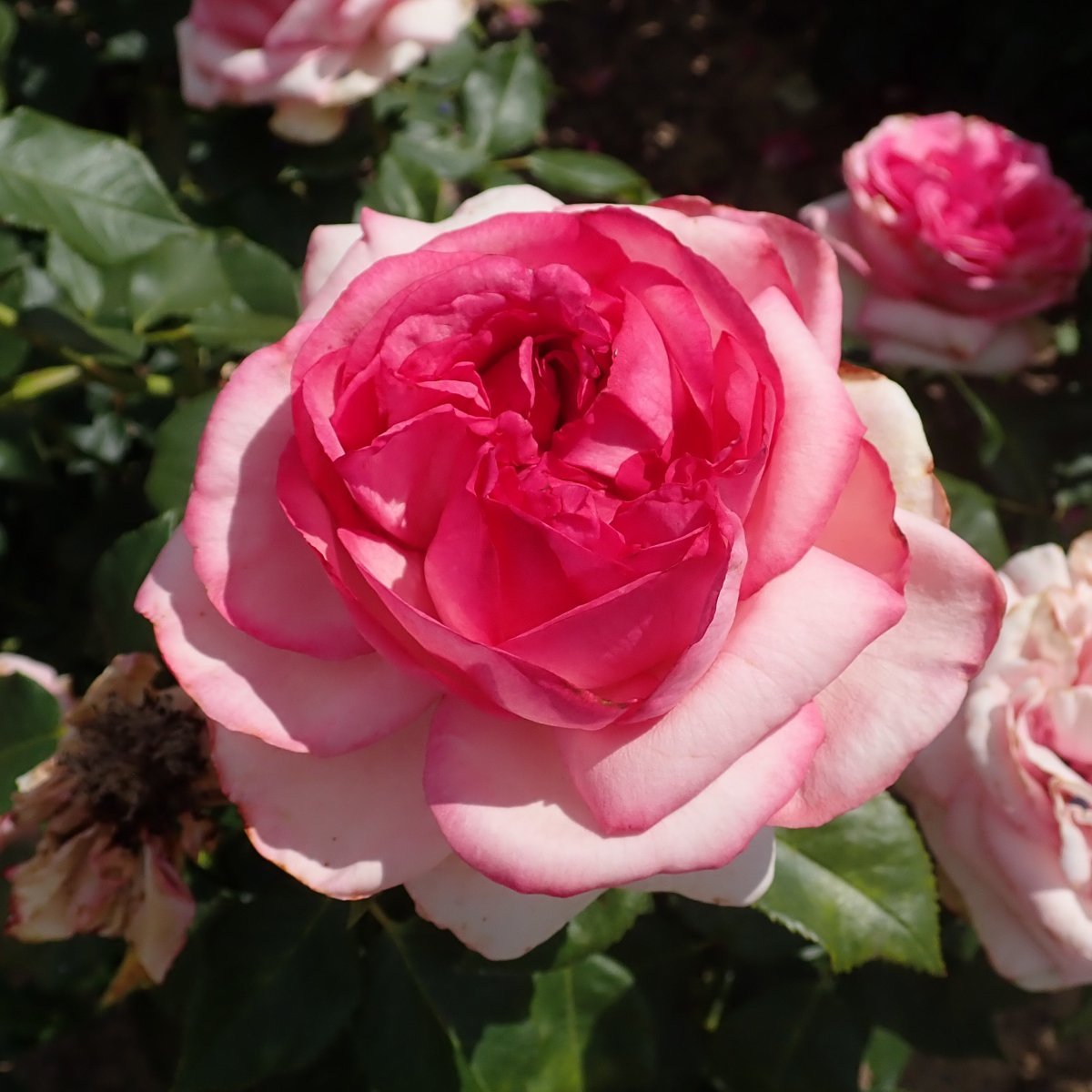 Роза Вальцертраум чайно-гибридная