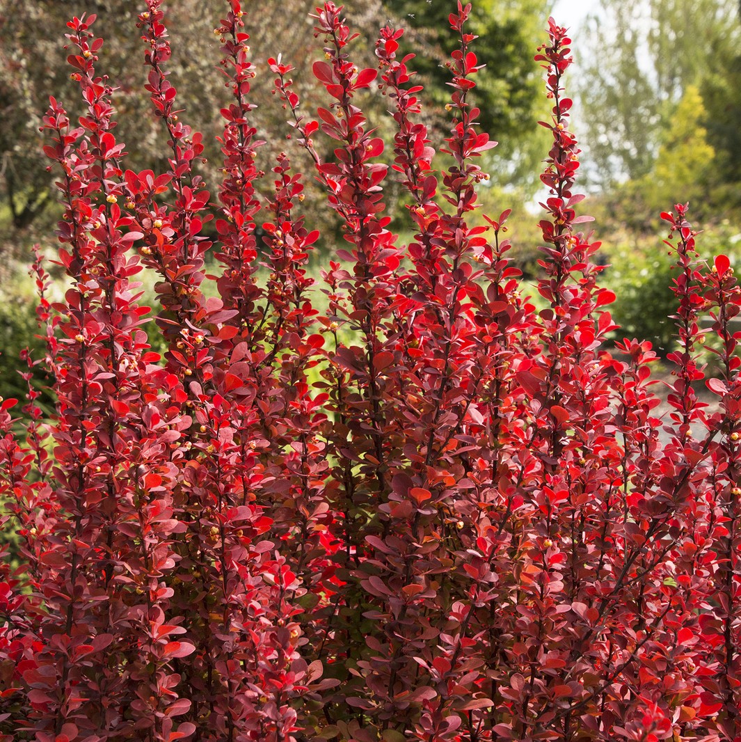 Барбарис тунберга Ред Рокет
