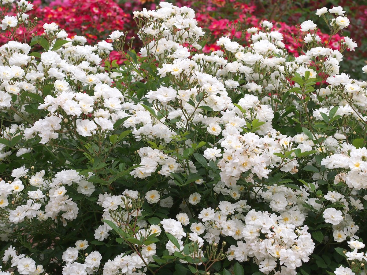 Роза Гурмэ Попкорн миниатюрная, Викс - фото 7