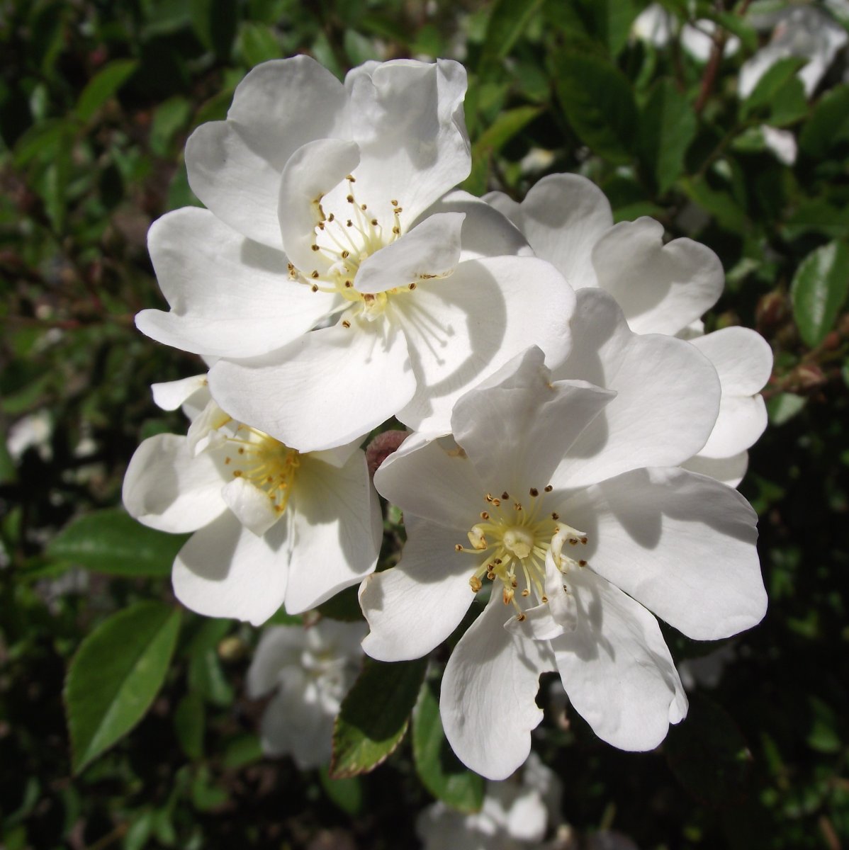 Роза Гурмэ Попкорн миниатюрная, Викс