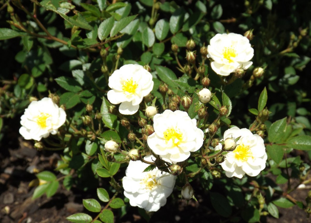 Роза Гурмэ Попкорн миниатюрная, Викс - фото 6