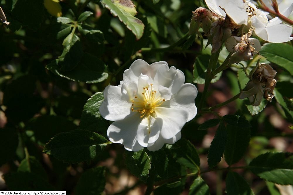 Роза Гурмэ Попкорн миниатюрная, Викс - фото 4