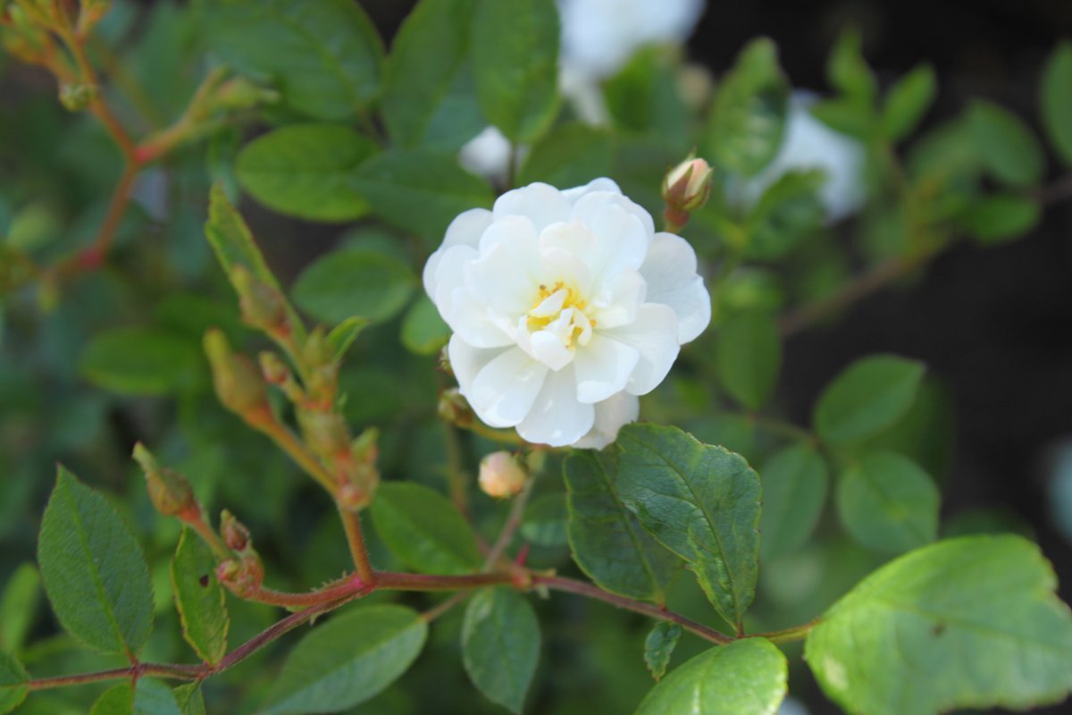 Роза Гурмэ Попкорн миниатюрная, Викс - фото 2