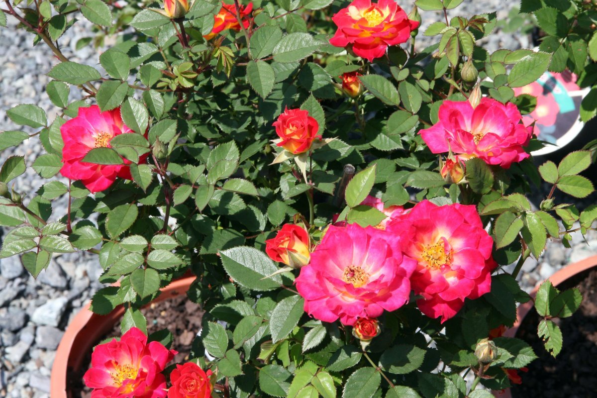 Роза Тиддли Винкс миниатюрная, Викс - фото 3