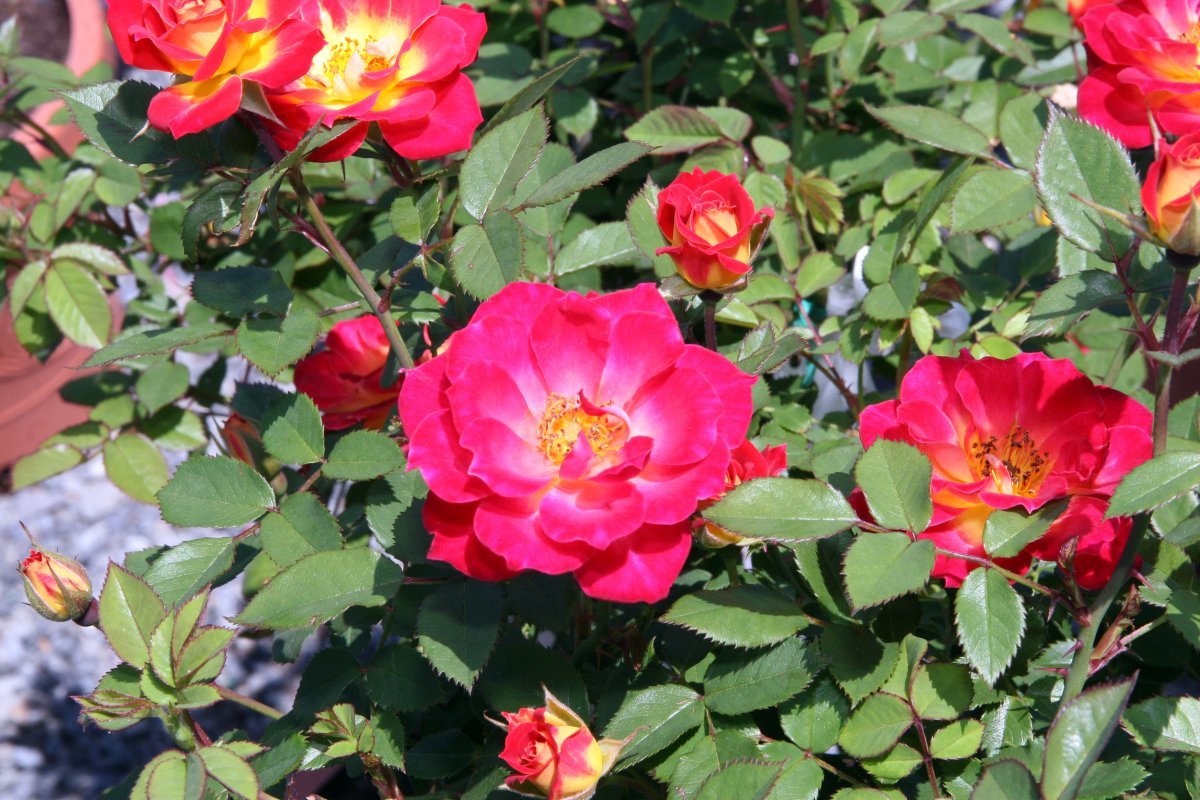 Роза Тиддли Винкс миниатюрная, Викс - фото 2