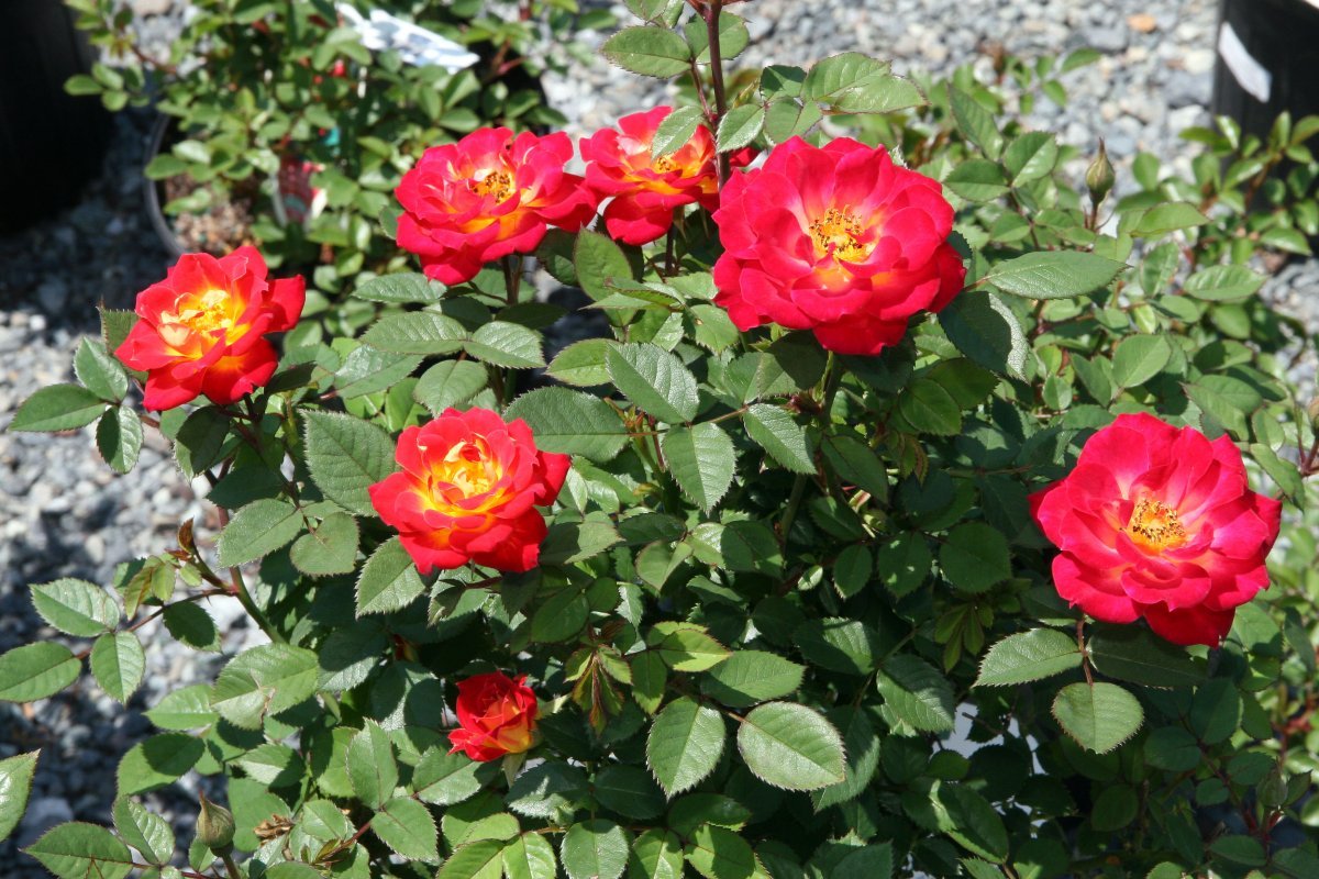 Роза Тиддли Винкс миниатюрная, Викс - фото 4