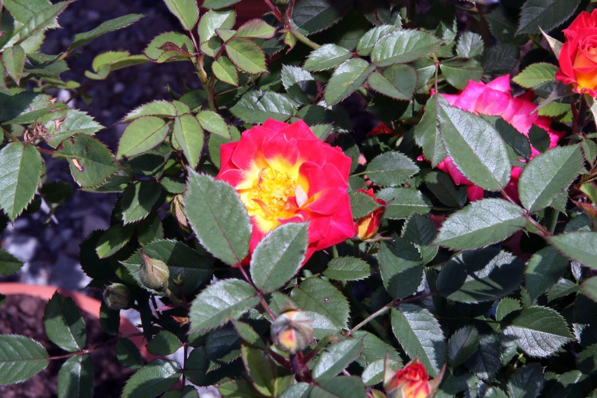 Роза Тиддли Винкс миниатюрная, Викс