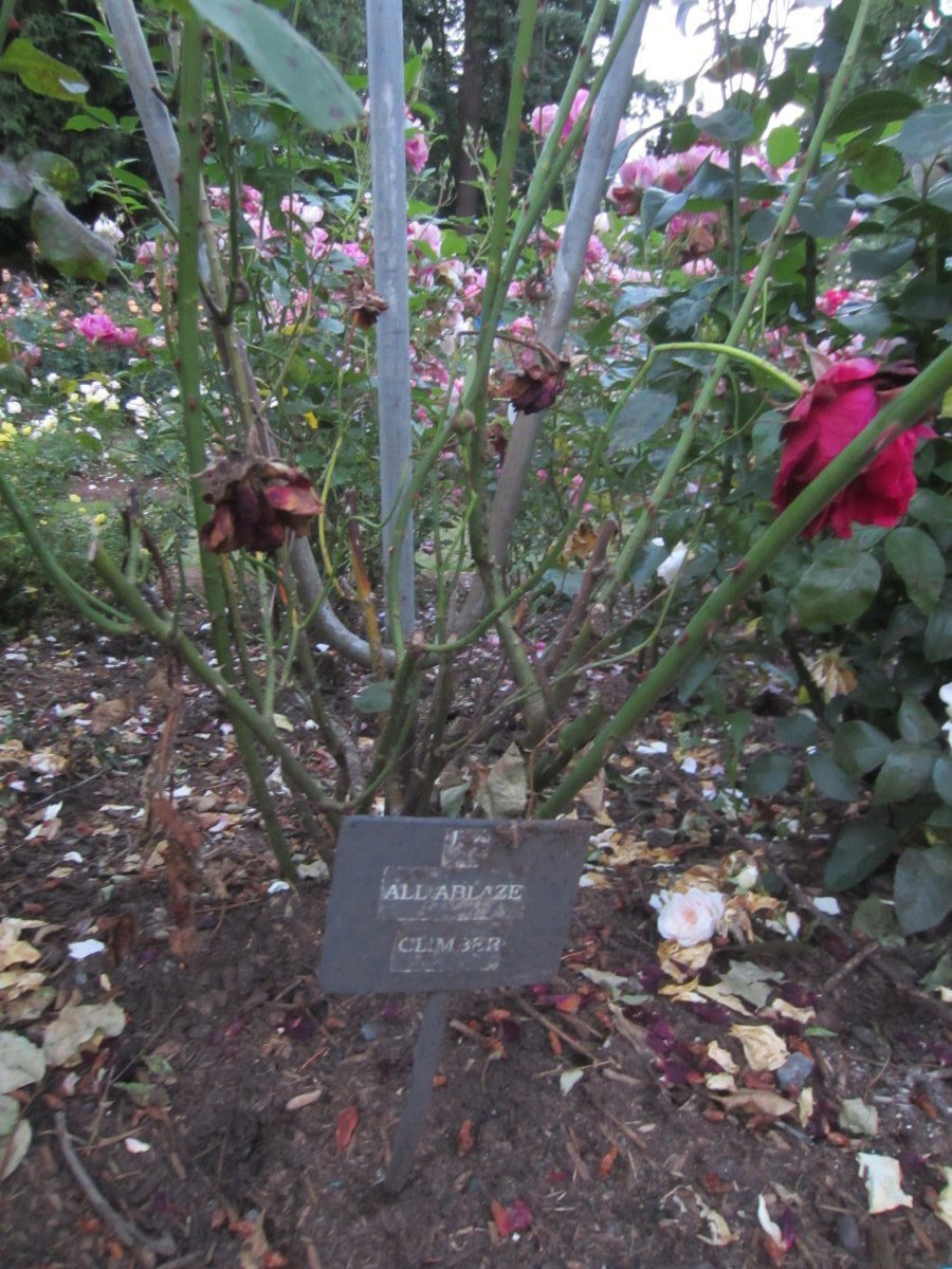 Роза Олл Эблейз плетистая, Викс