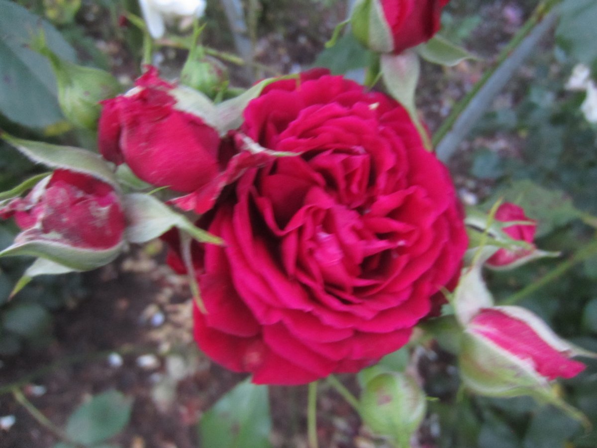 Роза Олл Эблейз плетистая, Викс - фото 2