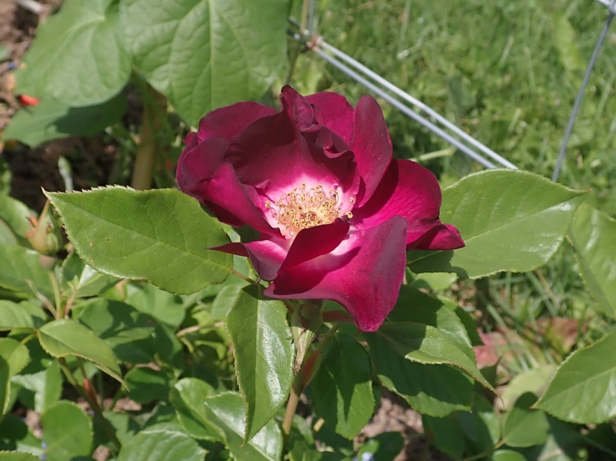 Роза Найт Оул, Викс - фото 2