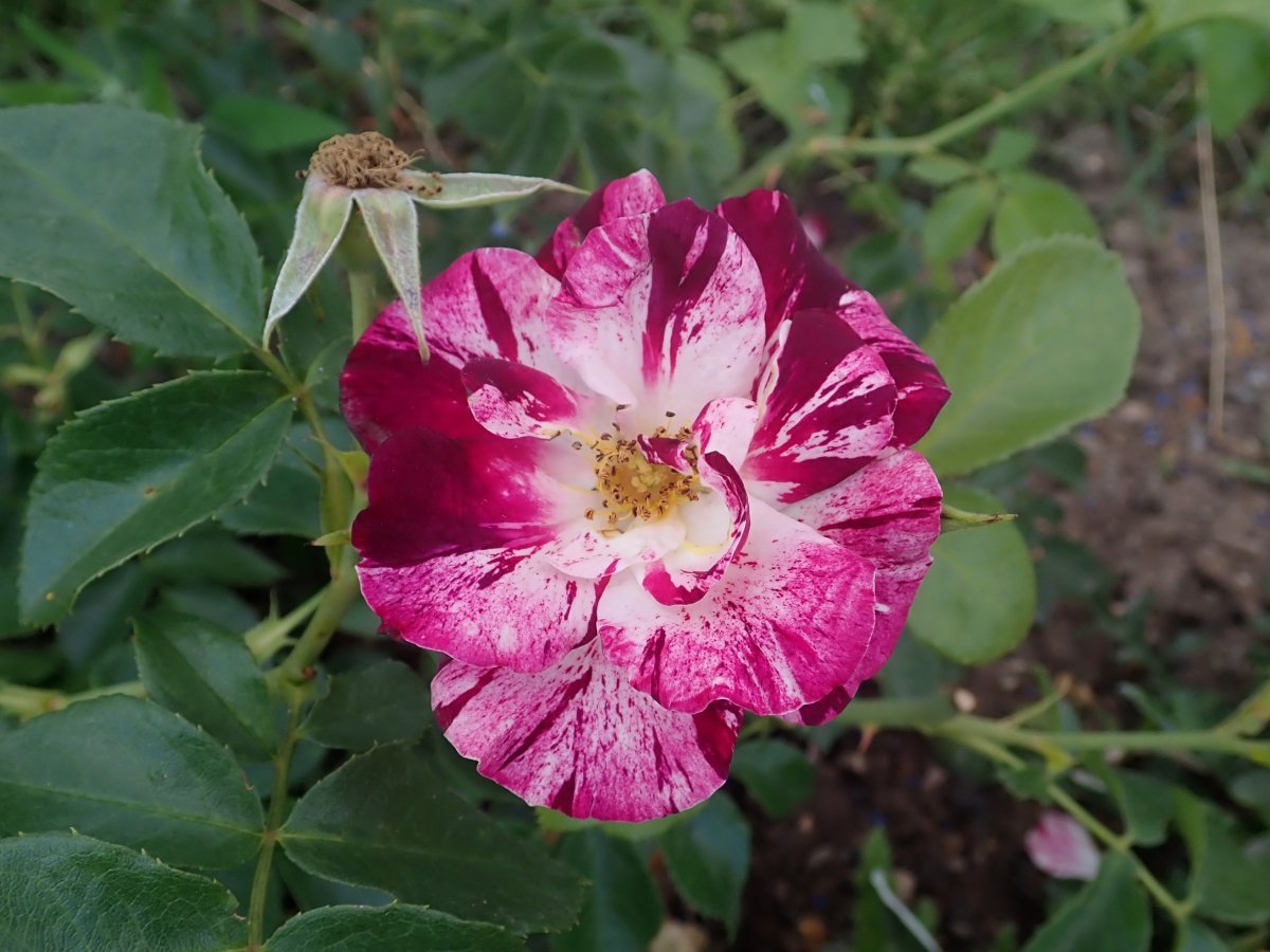 Роза Пурпл Сплэш плетистая, Викс - фото 3