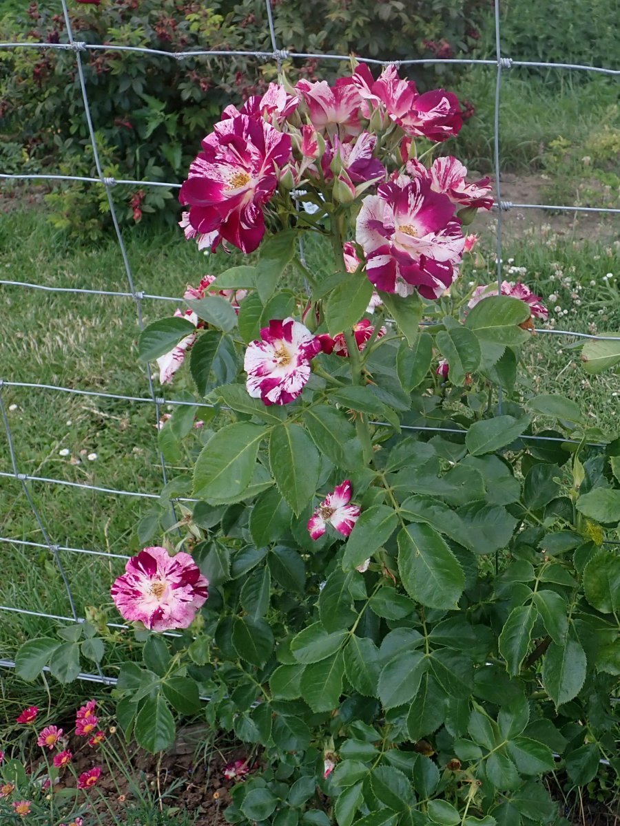 Роза Пурпл Сплэш плетистая, Викс - фото 2