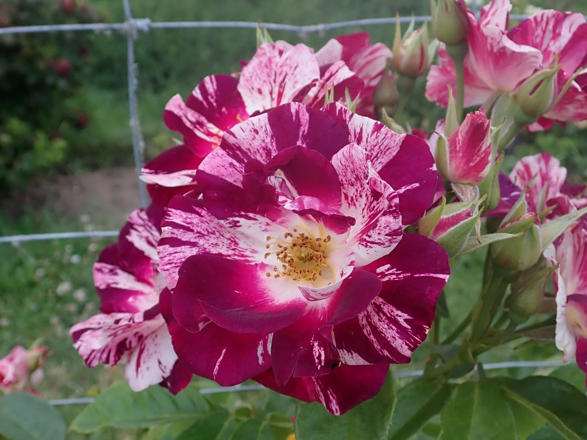 Роза Пурпл Сплэш плетистая, Викс - фото 4