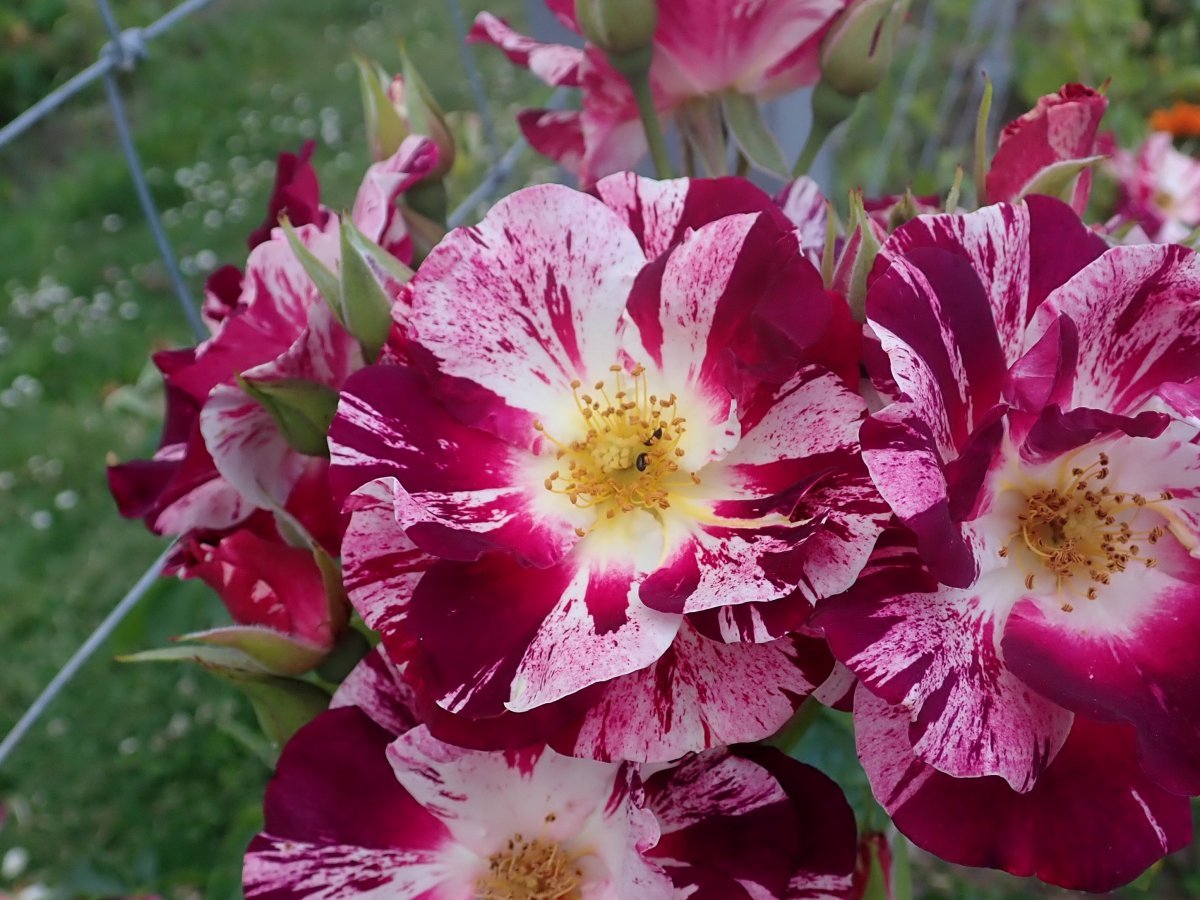 Роза Пурпл Сплэш плетистая, Викс - фото 5