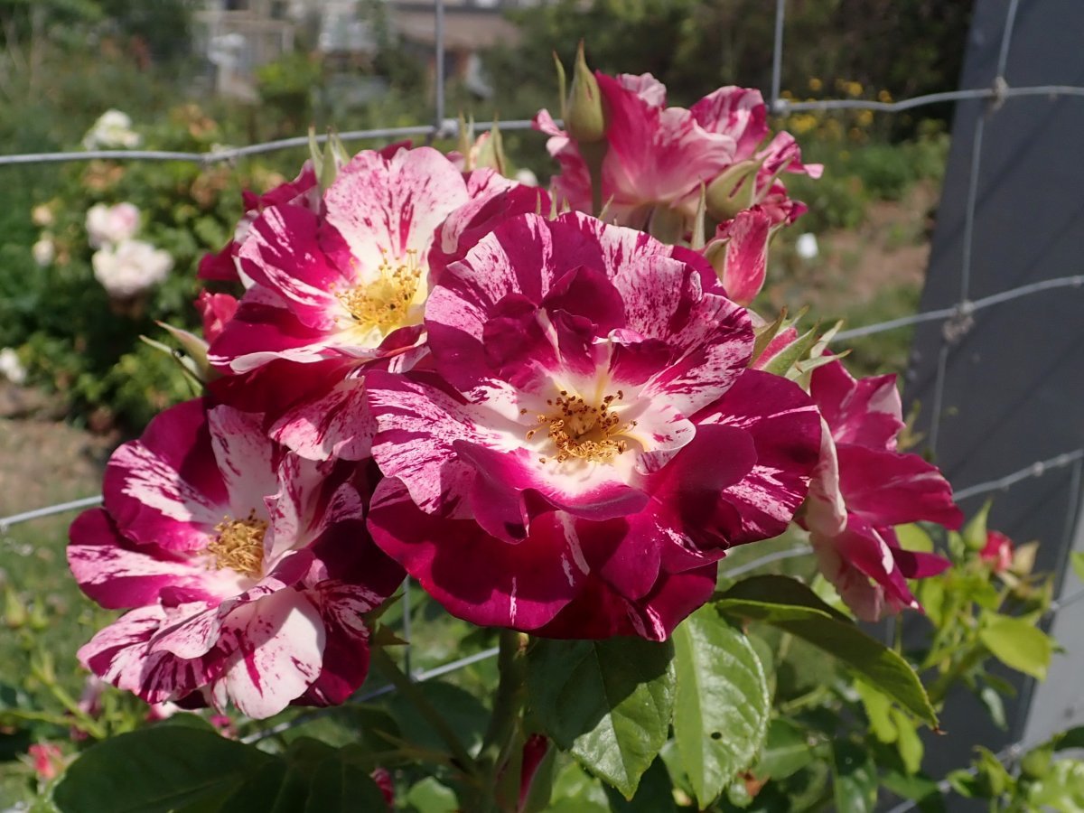 Роза Пурпл Сплэш плетистая, Викс - фото 6