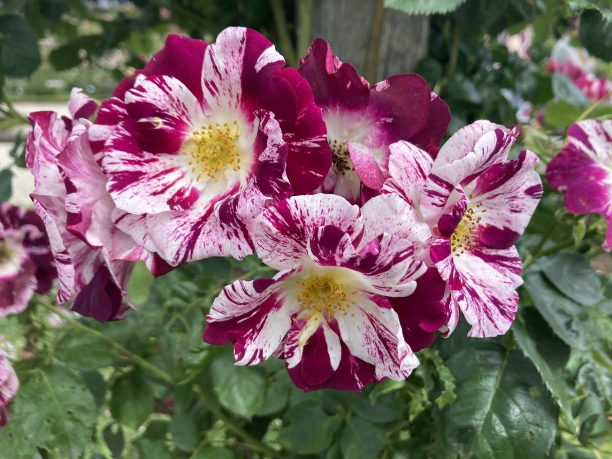 Роза Пурпл Сплэш плетистая, Викс - фото 7