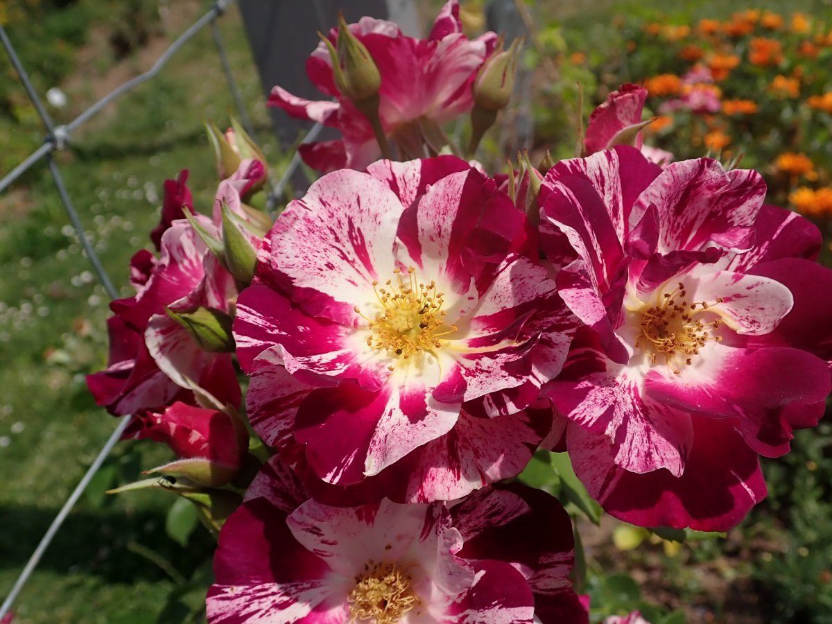 Роза Пурпл Сплэш плетистая, Викс