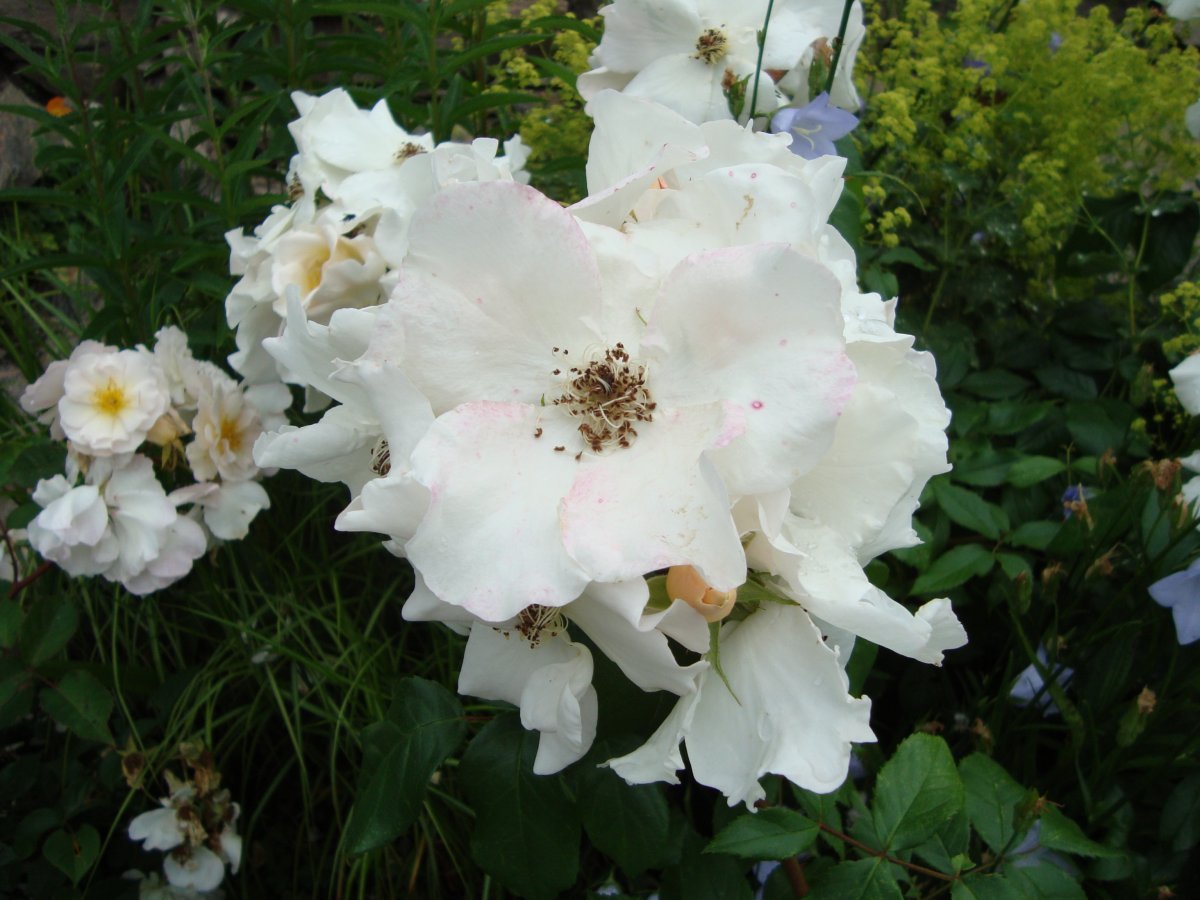 Роза Салли Холмс плетистая, Викс - фото 6