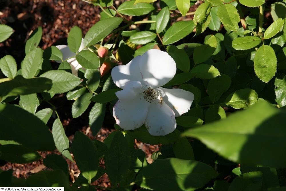 Роза Салли Холмс плетистая, Викс - фото 9
