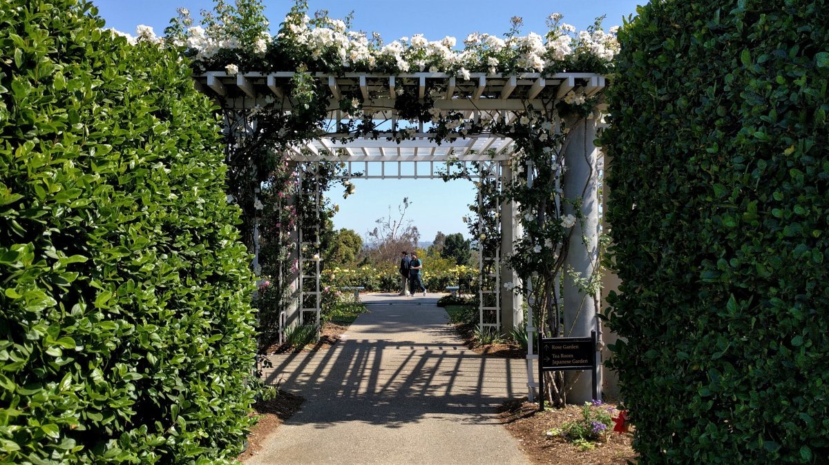 Роза Салли Холмс плетистая, Викс