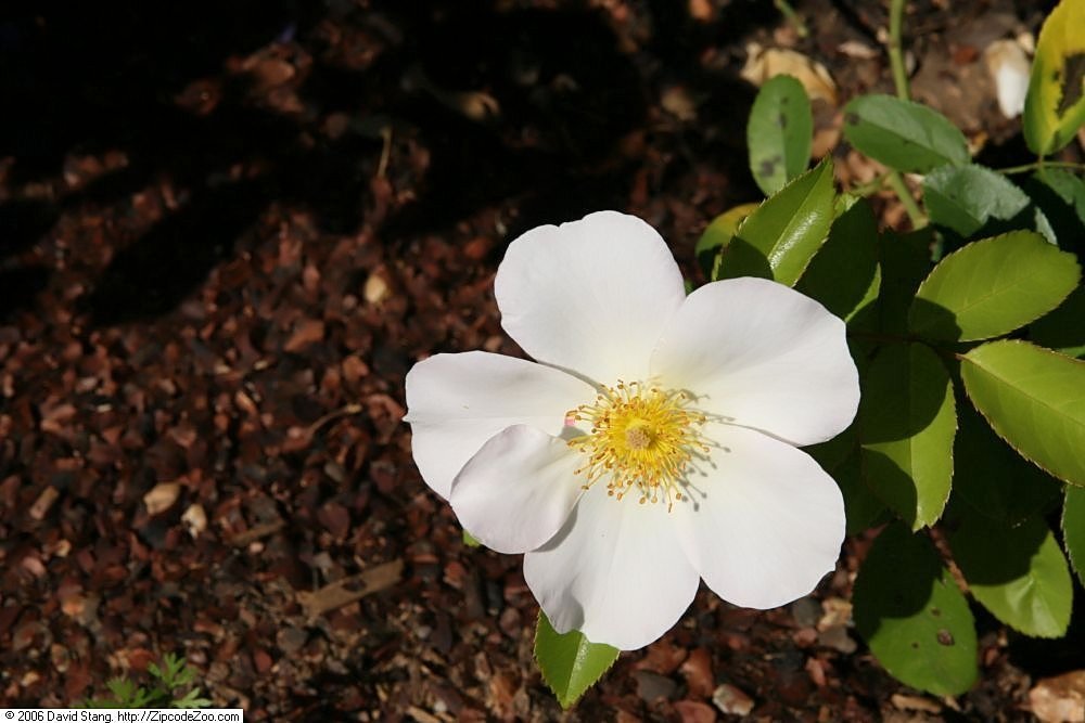 Роза Салли Холмс плетистая, Викс - фото 10