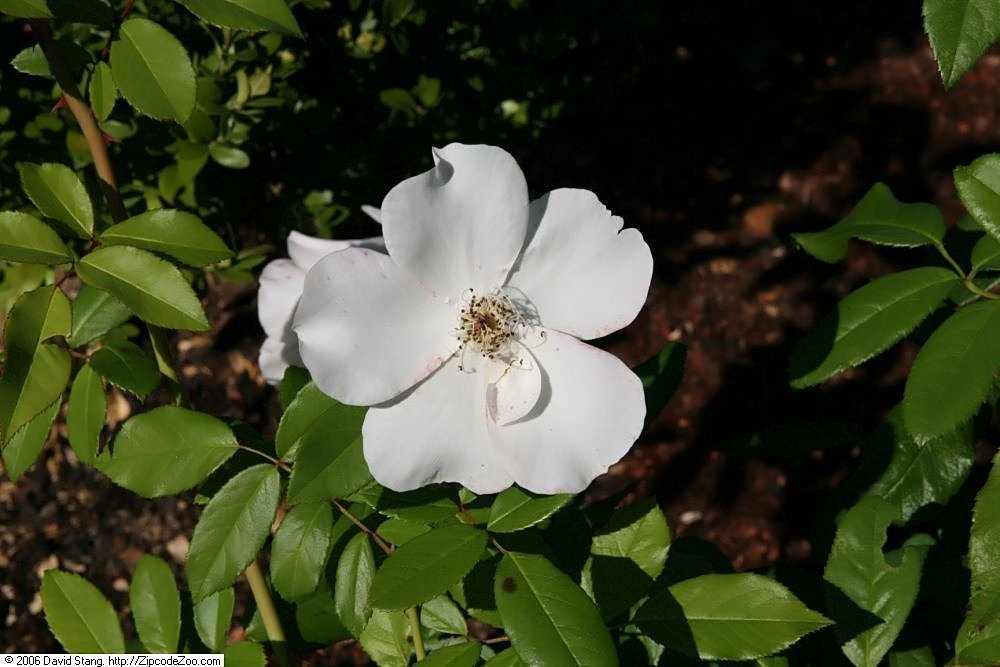 Роза Салли Холмс плетистая, Викс - фото 8