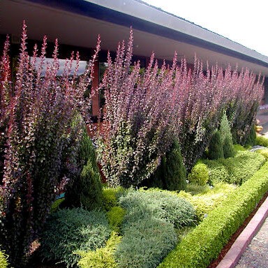 Барбарис тунберга Хелмонд Пиллар