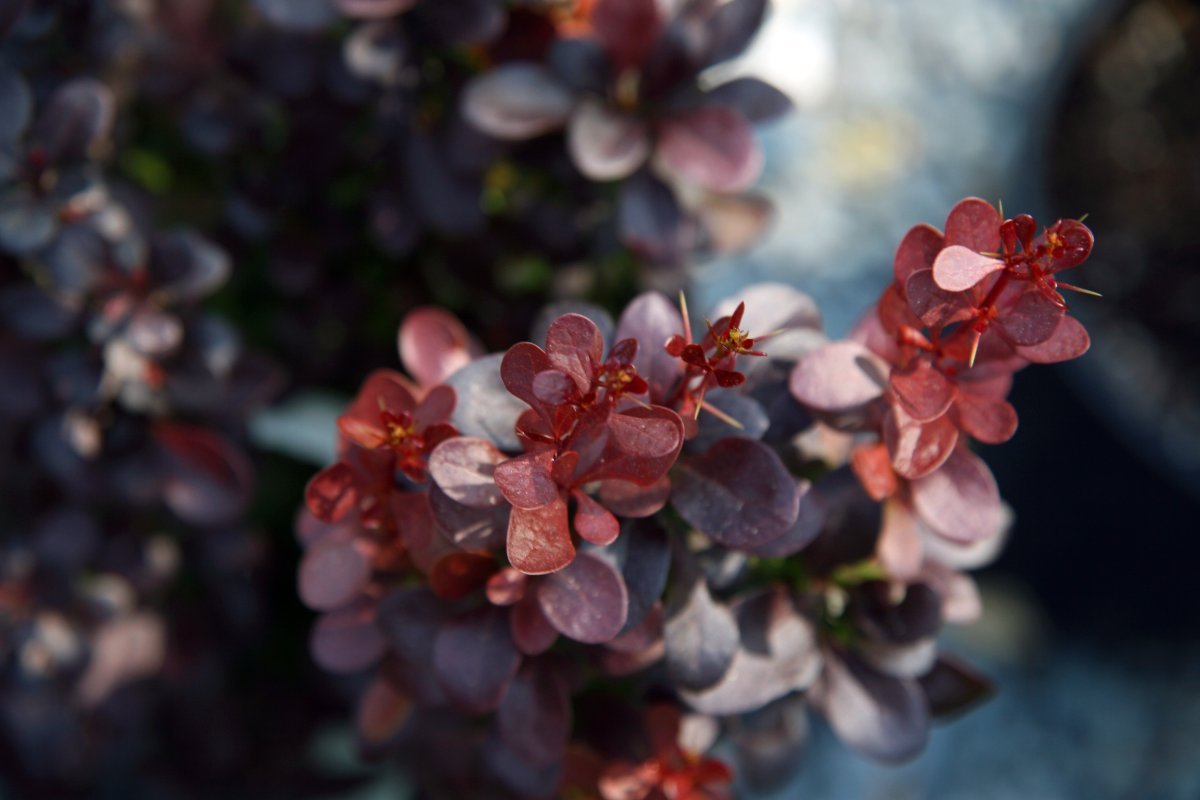 Барбарис тунберга Хелмонд Пиллар - фото 4