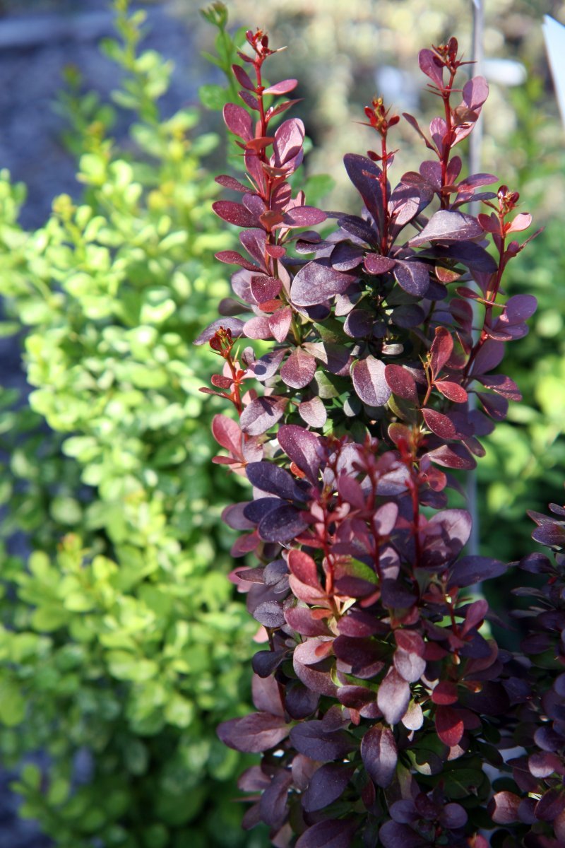 Барбарис тунберга Хелмонд Пиллар - фото 5