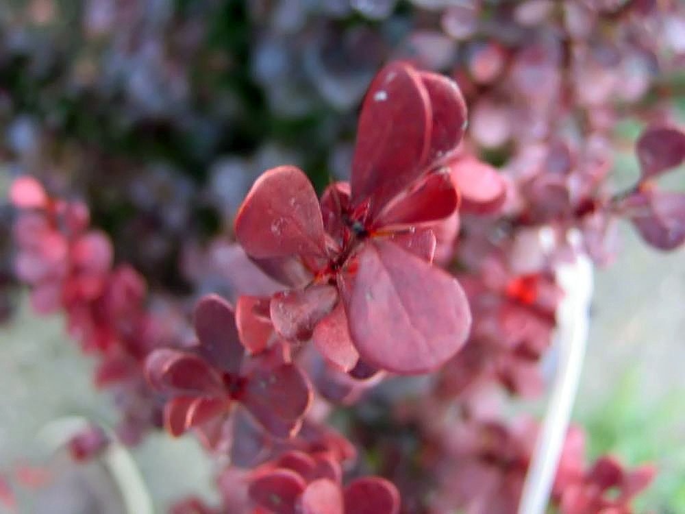 Барбарис тунберга Хелмонд Пиллар - фото 3