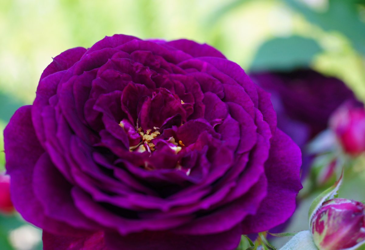 Роза Эбб Тайд флорибунда, Викс - фото 9