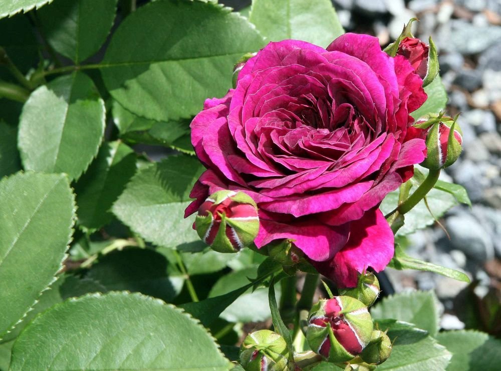 Роза Эбб Тайд флорибунда, Викс - фото 6