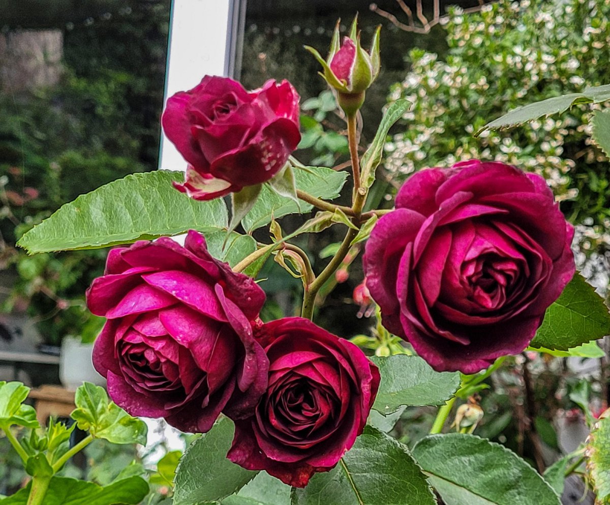 Роза Эбб Тайд флорибунда, Викс - фото 8