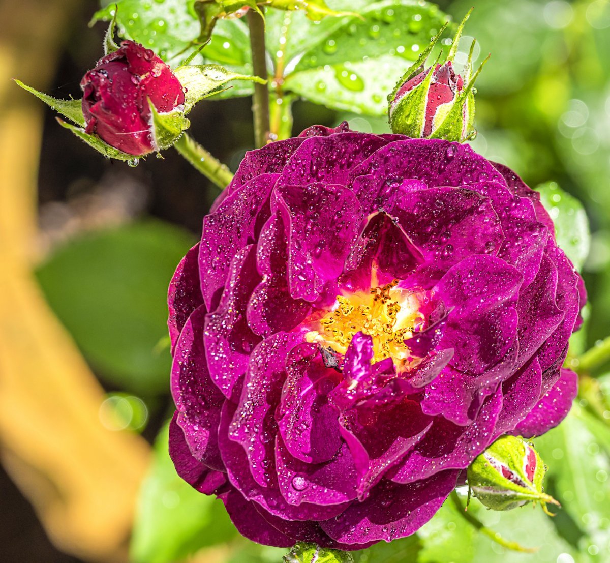 Роза Эбб Тайд флорибунда, Викс - фото 7