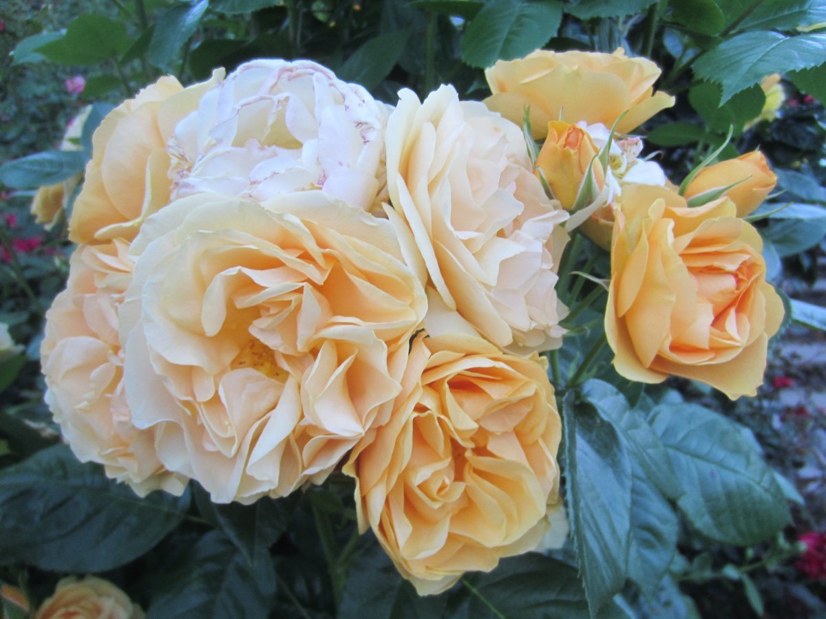 Роза Джулия Чайлд флорибунда, Викс - фото 2