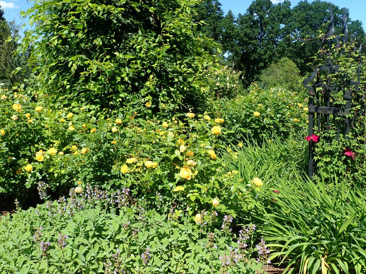 Роза Джулия Чайлд флорибунда, Викс - фото 9